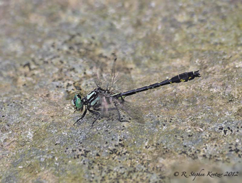 Hylogomphus viridifrons, male